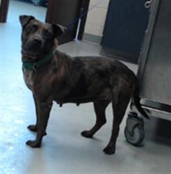Shelter Stray Female Dog last seen RAMBLEWOOD DR, FAYETTEVILLE NC 28304, 4704 Corporation Dr, Fayetteville, NC 28306, USA