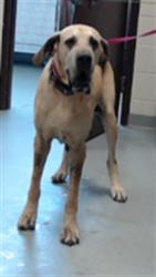 Shelter Stray Female Dog last seen Near BLOCK BIMINI PL, FAYETTEVILLE NC 28314, 4704 Corporation Dr, Fayetteville, NC 28306, USA
