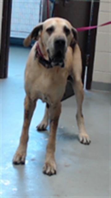 Shelter Stray Female Dog last seen Near BLOCK BIMINI PL, FAYETTEVILLE NC 28314, 4704 Corporation Dr, Fayetteville, NC 28306, USA