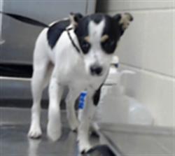 Shelter Stray Male Dog last seen Near BLOCK SKIBO RD, FAYETTEVILLE NC 28314, 4704 Corporation Dr, Fayetteville, NC 28306, USA