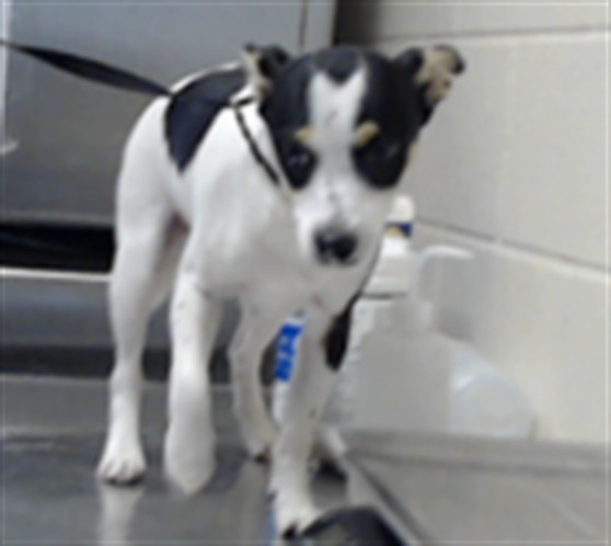 Shelter Stray Male Dog last seen Near BLOCK SKIBO RD, FAYETTEVILLE NC 28314, 4704 Corporation Dr, Fayetteville, NC 28306, USA