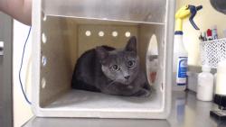 Shelter Stray Female Cat last seen Near BLOCK N KNOX CT, DENVER CO 80204, 1241 W Bayaud Ave, Denver, CO 80223, USA