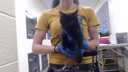 Shelter Stray Male Cat last seen Near BLOCK N KNOX CT, DENVER CO 80204, 1241 W Bayaud Ave, Denver, CO 80223, USA