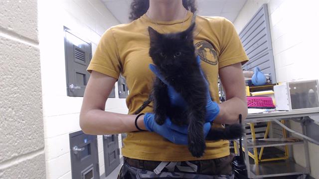 Shelter Stray Male Cat last seen Near BLOCK N KNOX CT, DENVER CO 80204, 1241 W Bayaud Ave, Denver, CO 80223, USA