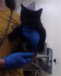 Shelter Stray Male Cat last seen Near BLOCK N KNOX CT, DENVER CO 80204, 1241 W Bayaud Ave, Denver, CO 80223, USA