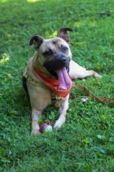 Shelter Stray Male Dog last seen Near BLOCK PRENTICE, 3528 Newburg Rd, Louisville, KY 40218, USA