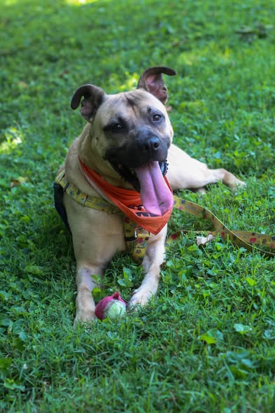 Shelter Stray Male Dog last seen Near BLOCK PRENTICE, 3528 Newburg Rd, Louisville, KY 40218, USA