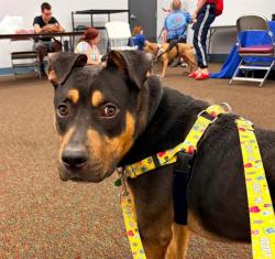 Shelter Stray Male Dog last seen Near BLOCK E SOUTHERN HEIGHTS AVE, 3528 Newburg Rd, Louisville, KY 40218, USA