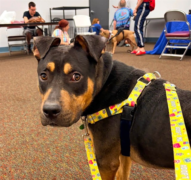 Shelter Stray Male Dog last seen Near BLOCK E SOUTHERN HEIGHTS AVE, 3528 Newburg Rd, Louisville, KY 40218, USA