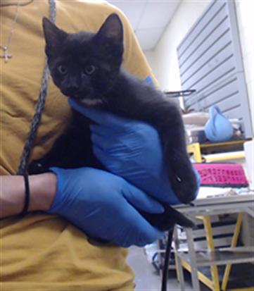 Shelter Stray Female Cat last seen Near BLOCK N KNOX CT, DENVER CO 80204, 1241 W Bayaud Ave, Denver, CO 80223, USA