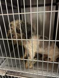 Shelter Stray Male Dog last seen Near BLOCK DENMARK ST, 3528 Newburg Rd, Louisville, KY 40218, USA