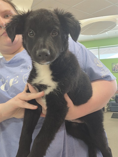 Shelter Stray Female Dog last seen Near BLOCK DIXIE HWY, 3528 Newburg Rd, Louisville, KY 40218, USA