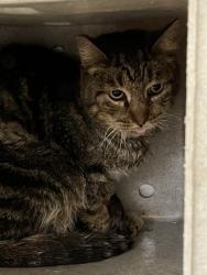 Shelter Stray Male Cat last seen , 31044 Charlie Canyon Rd, Castaic, CA 91384, USA