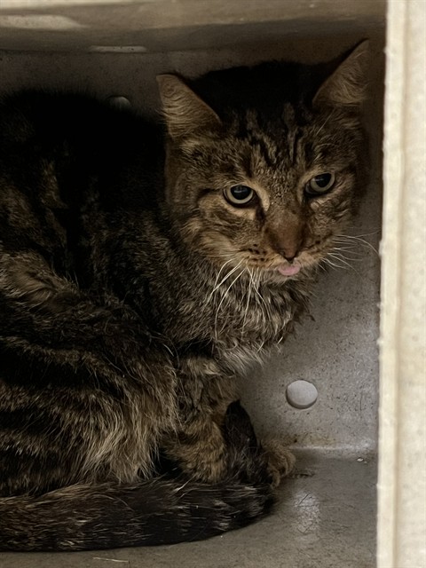 Shelter Stray Male Cat last seen , 31044 Charlie Canyon Rd, Castaic, CA 91384, USA