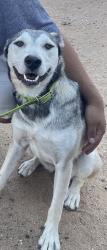 Reunited Female Dog last seen Near 16th St SW, Rio Rancho, NM 87124, USA, Rio Rancho, NM 87124