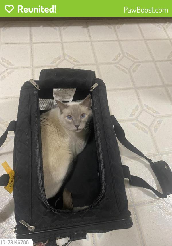 Reunited Unknown Cat last seen ashworth and 173rd in Shoreline, Shoreline, WA 98133