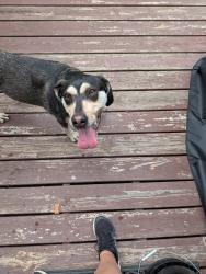 Found/Stray Female Dog last seen Pleasant and Mineral Springs, Durham, NC 27703