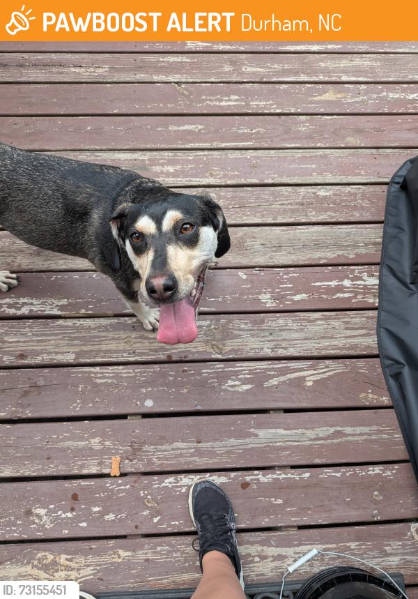 Found/Stray Female Dog last seen Pleasant and Mineral Springs, Durham, NC 27703