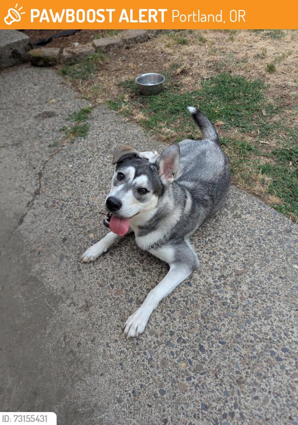 Found/Stray Female Dog last seen Roosevelt high school, Portland, OR 97203