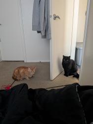 Reunited Male Cat last seen Near S and 1300 E, apmts South of Sunset Coffee, Sandy, UT 84094