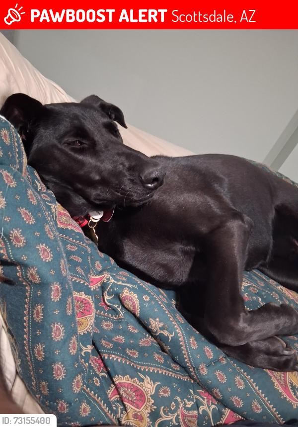 Lost Female Dog last seen Honor Health Osbourne hosp, Scottsdale, AZ 85251