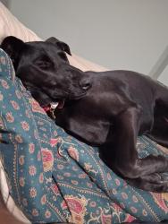 Lost Female Dog last seen Honor Health Osbourne hosp, Scottsdale, AZ 85251