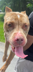 Found/Stray Female Dog last seen brown , white patches, Douglasville, GA 30134