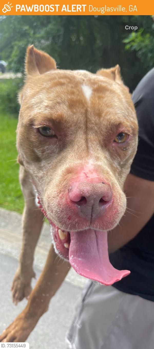 Found/Stray Female Dog last seen brown , white patches, Douglasville, GA 30134