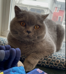 Reunited Male Cat last seen Linea Cambridge apmts, Cambridge, MA 02140