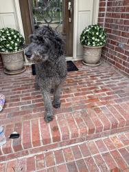 Reunited Male Dog last seen Greatwood Lake Dr, Sugar Land, TX 77479, USA, Sugar Land, TX 77479