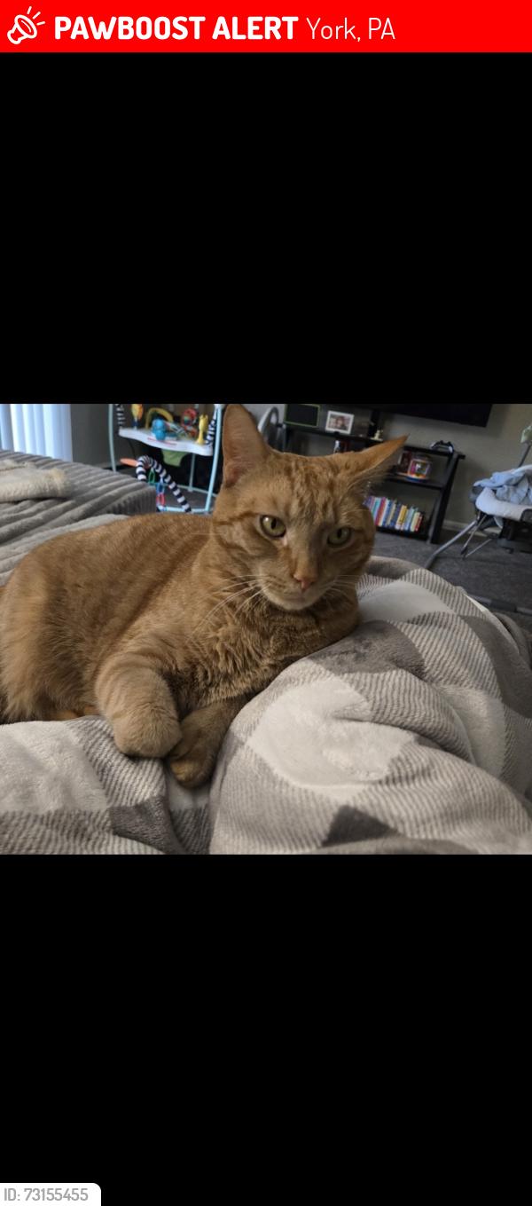 Lost Male Cat last seen Yorktowne & Kenneth Rd, York, PA 17408