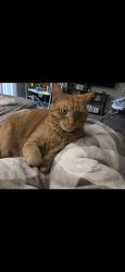 Lost Male Cat last seen Yorktowne & Kenneth Rd, York, PA 17408