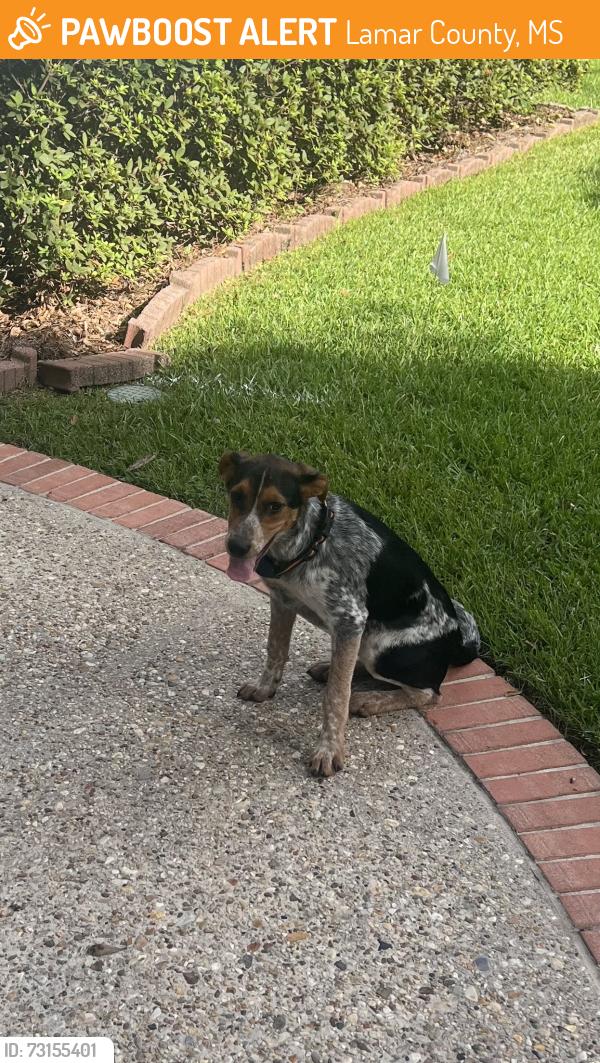 Found/Stray Male Dog last seen Beaver Lake, Lamar County, MS 39475