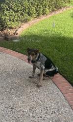 Found/Stray Male Dog last seen Beaver Lake, Lamar County, MS 39475