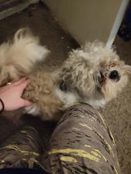 Found/Stray Male Dog last seen Flower, Mesa, AZ 85210