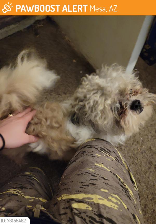 Found/Stray Male Dog last seen Flower, Mesa, AZ 85210