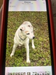 Lost Female Dog last seen Weston rd, Shawnee, OK 74804