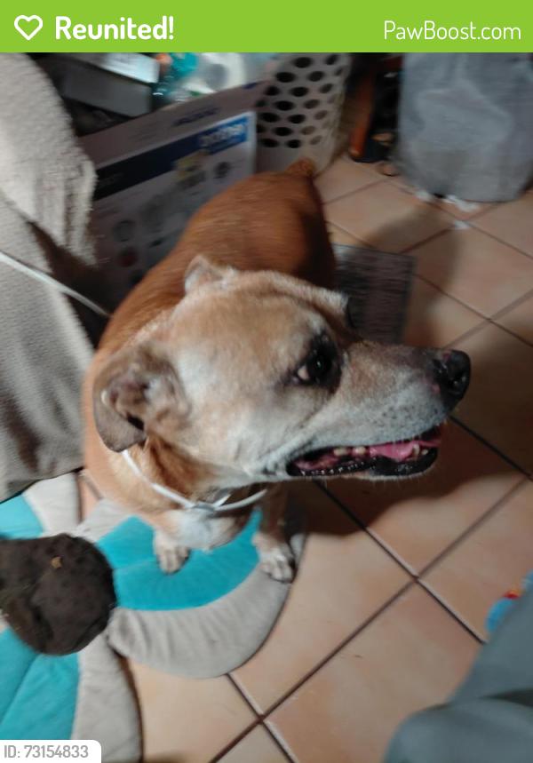 Reunited Male Dog last seen Isacc Garcia, Las Cruces, NM 88005