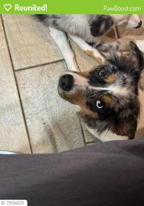 Reunited Female Dog last seen Shalem colony, Las Cruces, NM 88007