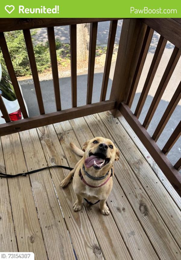 Reunited Male Dog last seen Near & Emma’s Grove, Fairview, NC 28730