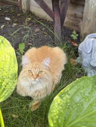 Found/Stray Unknown Cat last seen Near Temple 711, firehall, Calgary, AB T1Y 5A5