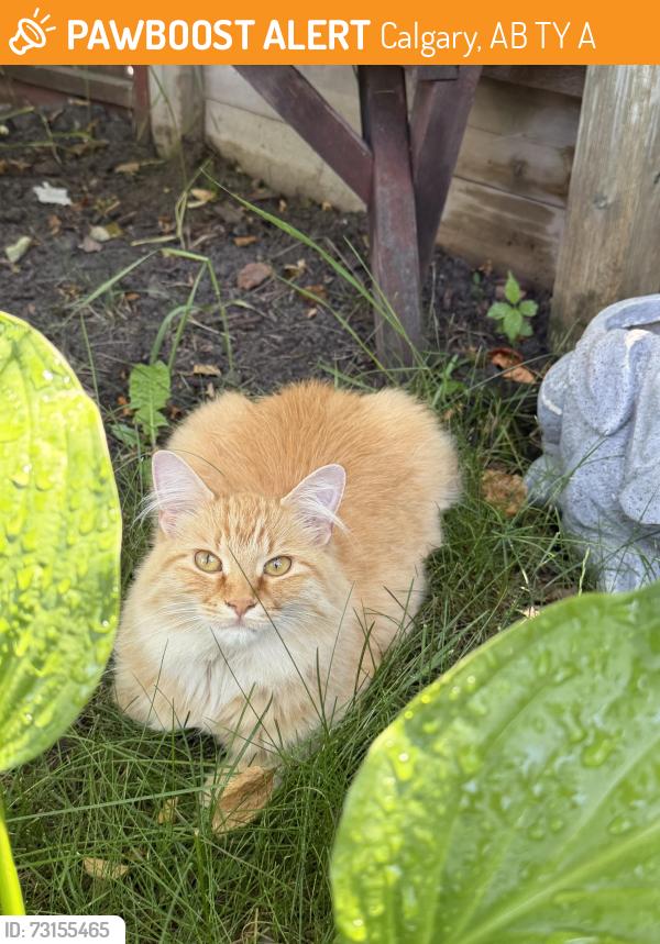 Found/Stray Unknown Cat last seen Near Temple 711, firehall, Calgary, AB T1Y 5A5