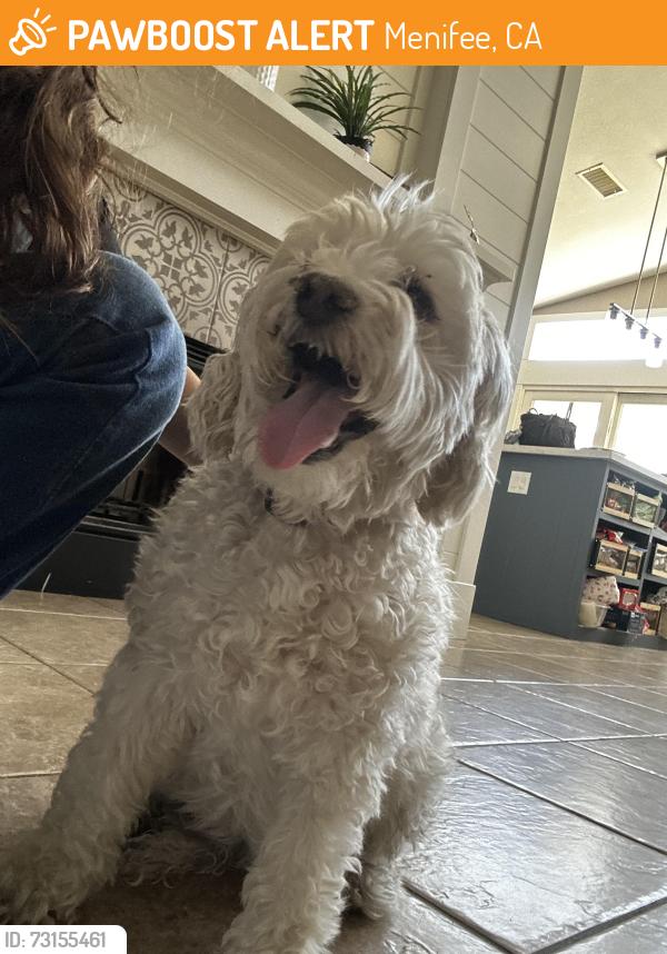 Found/Stray Female Dog last seen Busy road in between the dollar and Stater Brothers, Menifee, CA 92586
