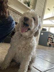 Found/Stray Female Dog last seen Busy road in between the dollar and Stater Brothers, Menifee, CA 92586