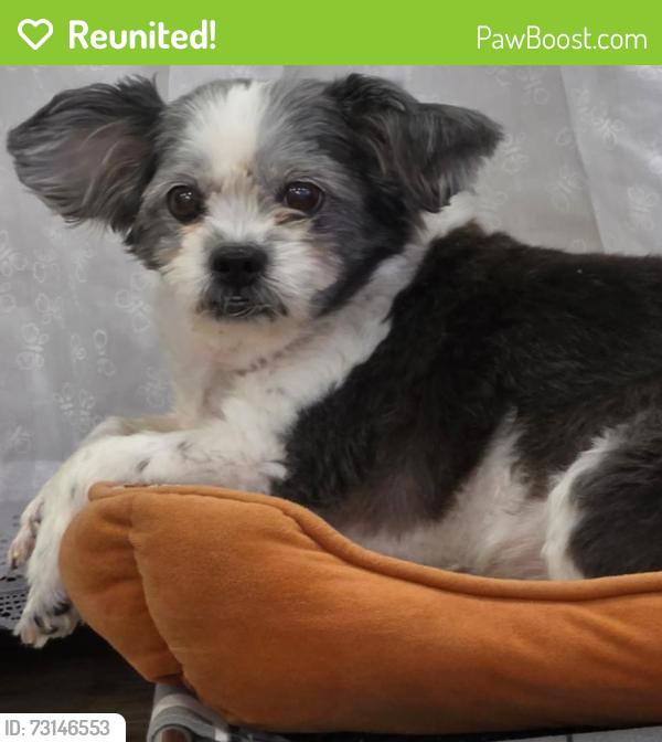 Reunited Female Dog last seen Sandpiper Rd, Fayetteville, NC 28312