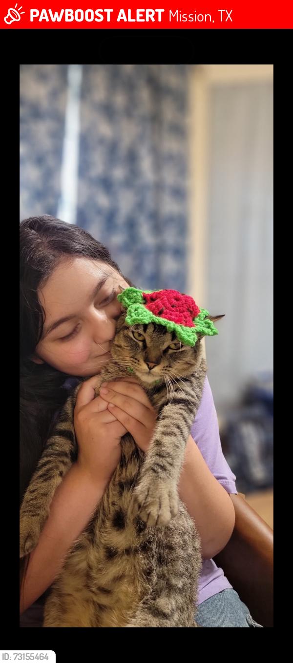 Lost Male Cat last seen Yuma street, Mission, TX 78572