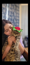 Lost Male Cat last seen Yuma street, Mission, TX 78572
