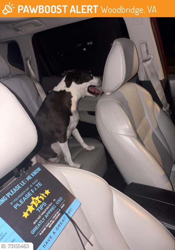 Found/Stray Female Dog last seen Alaska Rd, Woodbridge, VA 22191