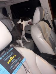 Found/Stray Female Dog last seen Alaska Rd, Woodbridge, VA 22191