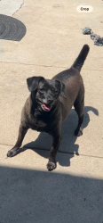 Lost Male Dog last seen Near 58th Pl and Denker Ave, Los Angeles, CA 90047